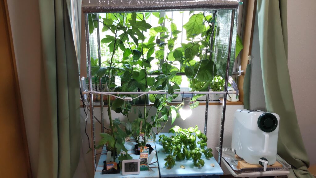 植物用LEDライトが設置されている水耕栽培の装置です。