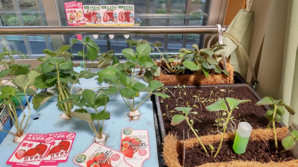 植物用LEDライトが設置されているいちごの水耕栽培の装置です。