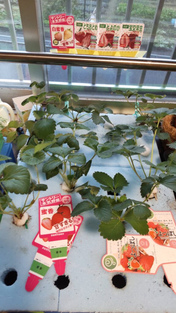 植物用LEDライトが設置されているいちごの水耕栽培の装置です。