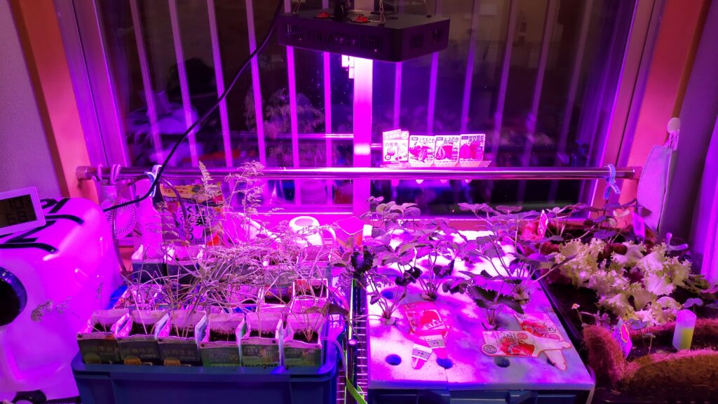 植物用LEDライトが設置されている水耕栽培の装置です。
