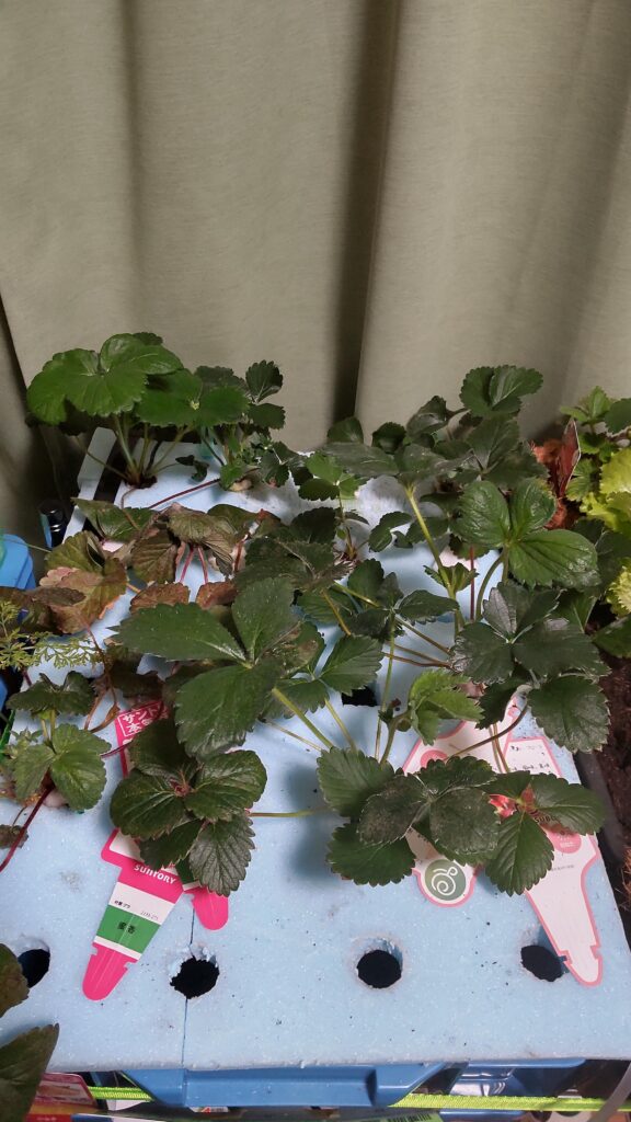 植物用LEDライトが設置されているいちごの水耕栽培の装置です。