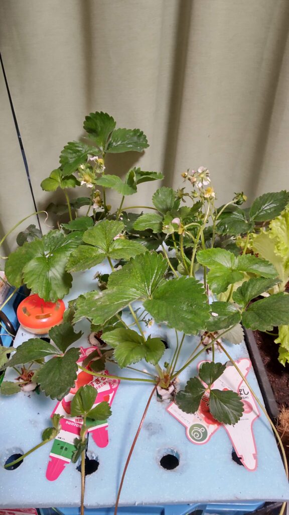 植物用LEDライトが設置されているいちごの花が咲いている水耕栽培の装置です。