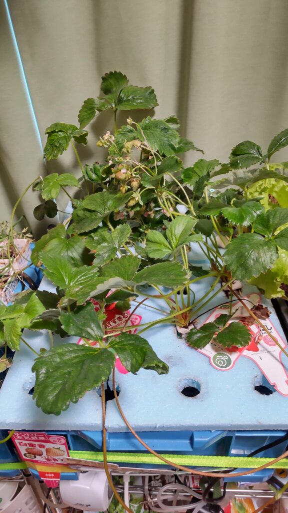 植物用LEDライトが設置されているいちごの実がついている水耕栽培の装置です。