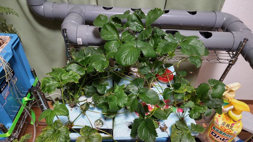 植物用LEDライトが設置されているいちごの水耕栽培の装置です。
