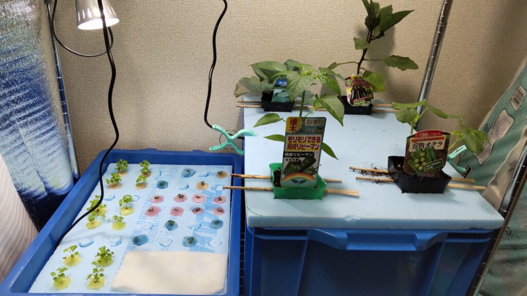 植物用LEDライトが設置されている水耕栽培の装置です。