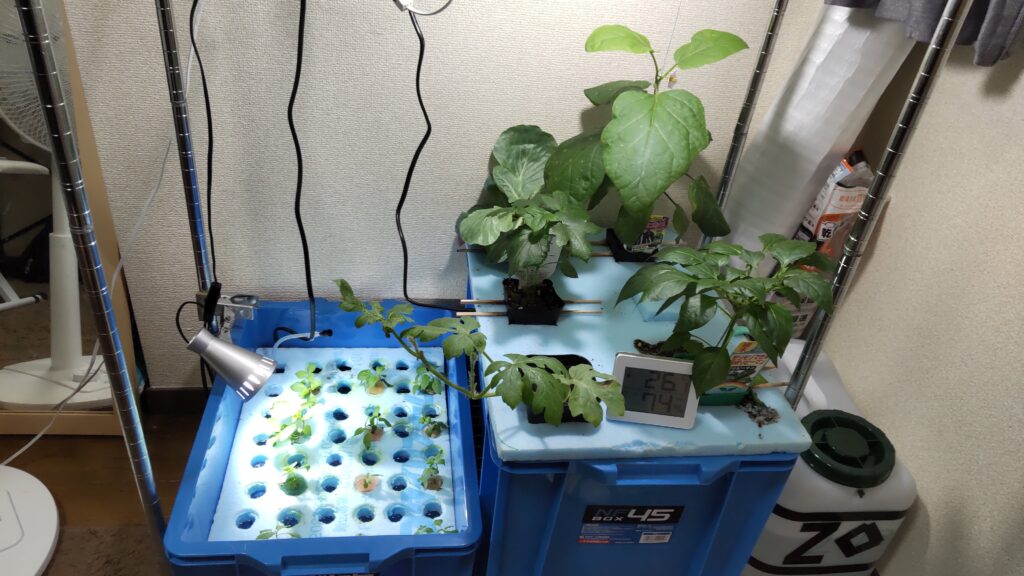 植物用LEDライトが設置されている水耕栽培の装置です。